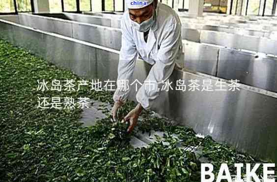 尋味冰島 探訪那些真正制作冰島古樹普洱茶的匠心工廠